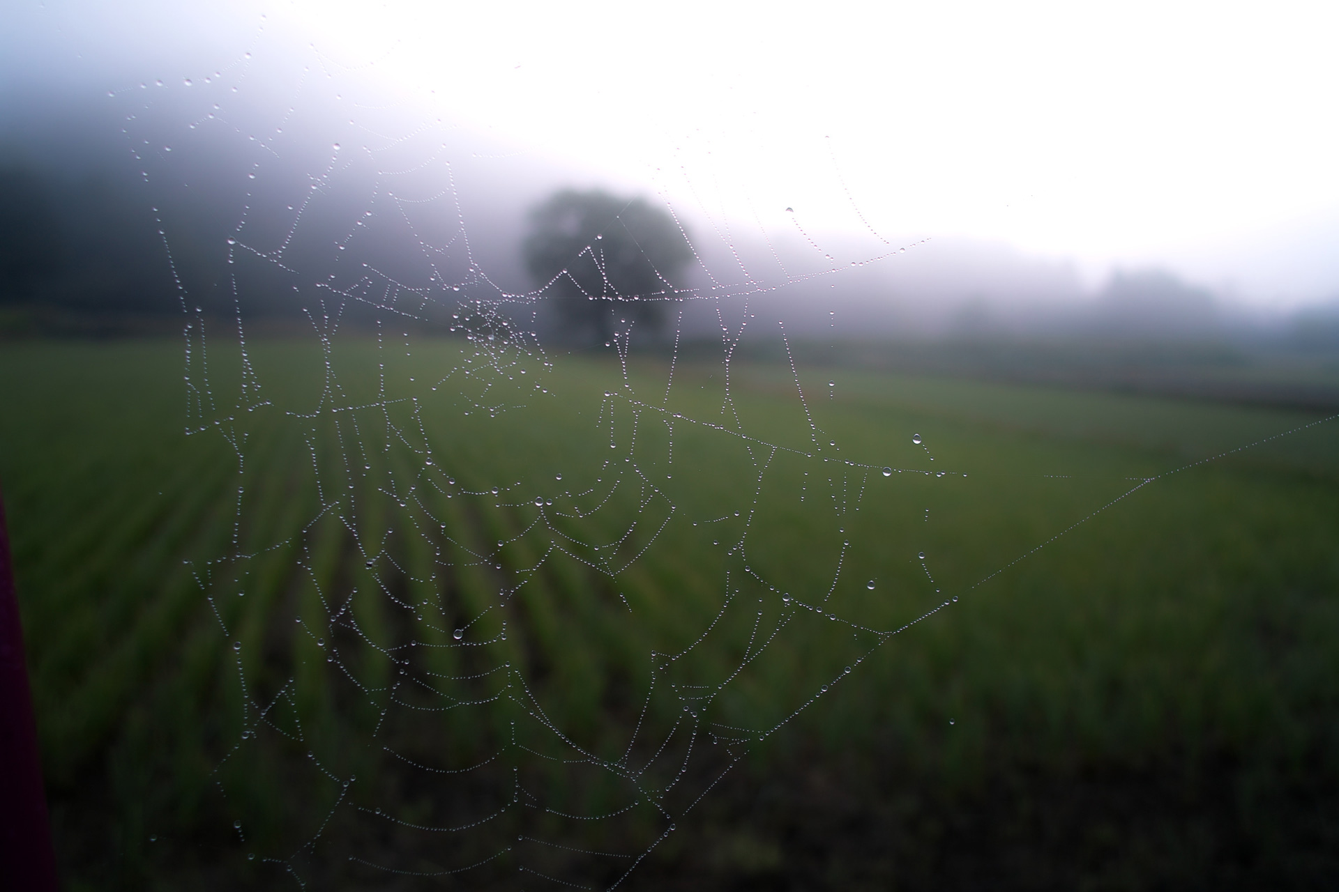 Spider Web